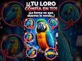 🤯🔥 "Tu Loro Revela Sus Secretos Mientras Duerme.#foryou #drjuan