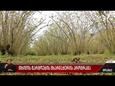 თხილის წარმოების მხარდაჭერის პროგრამა