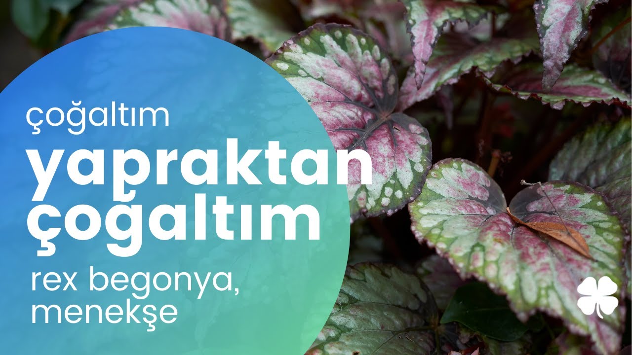 Rex Begonya & Menekşe Yapraktan Nasıl Çoğaltılır? | Köklendirme Yöntemleri 🌿