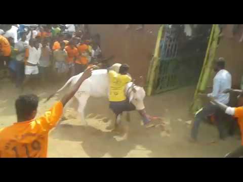 thirumanur raj parathur jallikattu