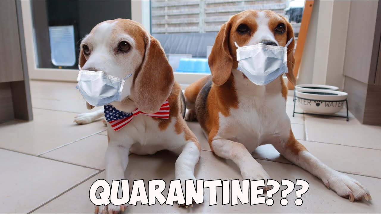 Téléchargement gratuit Images We Are In Lockdown Beagles Louie Marie Youtube le plus cool salutations