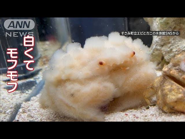 カニなのに全身真っ白“モフモフ”…まるで“ぬいぐるみ” 脱皮で“大変身 