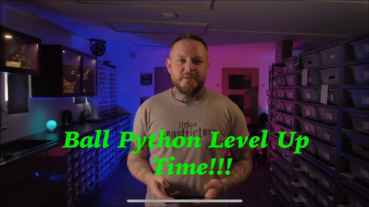 Taking Ball Python project to the next level. Chill Out Tuesday Ep 3 ...