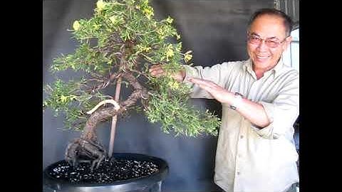 Restyling of a Variegated Juniper Bonsai - Part 2