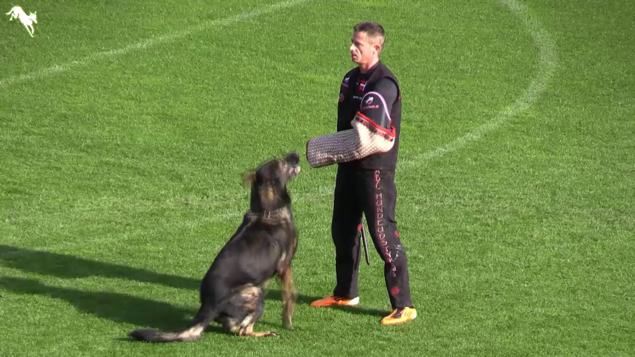 Winner 2018 WUSV-WM Václav Ouška and Qvido Vepeden WM IGP World Cup C in Randers, Denmark