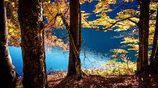 Free No Copyright Full HD Nature Sunny Autumn Lake Scenery Trees Leaves Water Relaxing Background screenshot 2