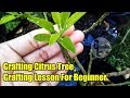 Grafting citrus tree grafting lesson for beginner