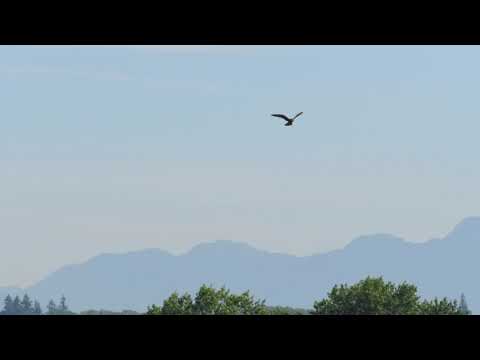 Peregrine Falcon hunting