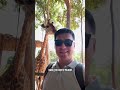 Обед с жирафами. Vinpearl safari