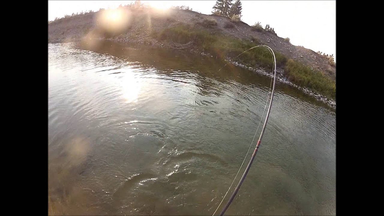 Snake River Cutthroat