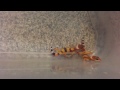 Fresh Geckos