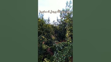 القرآن الكريم /سورة الإسراء القارئ الحاج عامر الكاظمي/اللهم صل وسلم على نبينا محمد
