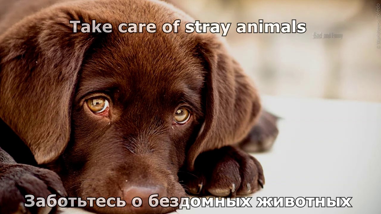 Very sad story. Take care of stray animals. - YouTube