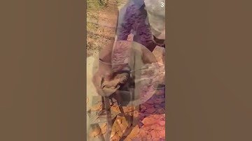 Alat pertanian unik super tajam memudahkan untuk memotong Ubi dengan mudah dan cepat #shorts