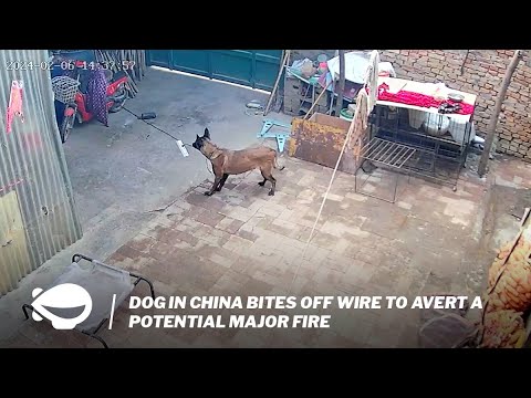 Dog in China bites off wire to avert a potential major fire