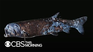 Scientists discover new giant fish species off Japan's coast