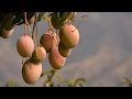 Cultivo, Cosecha y Comercialización del Mango - TvAgro por Juan Gonzalo Angel