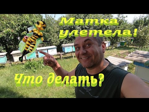 ✅Что делать, не находите матку и нет расплода! Для начинающих пчеловодов и не только!