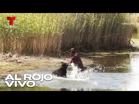 Prófugo apuñala a un perro policía que lo perseguía por un río en San Diego