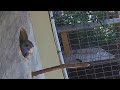 Adelaide Rosella chick checking outside the nesting box