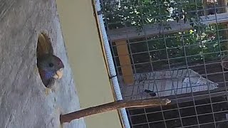 Adelaide Rosella chick checking outside the nesting box