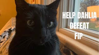 HELP DAHLIA DEFEAT FIP HELP DAHLIA DEFEAT FIP
