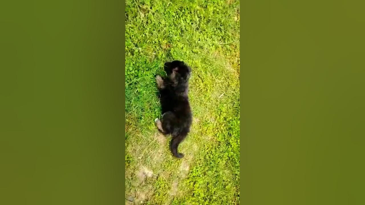 German Shepherd Double Coat Puppy Available For Sale 9777659581 viral german-shepherd-double-coat-puppy-available-for-sale-9777659581-viral