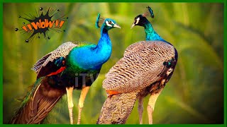 Peacock opening Feathers | National Birds of India, Peacock dance, Peacock flying, Peacock Video Mor