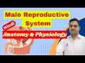 Male reproductive system nursing lecture  male reproductive system  gnm 1st year