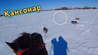 картинка: ҚАНСОНАР. ЖЕТІ ҚАЗЫНА ЖҮЙРІК АТ, ҚҰМАЙ ТАЗЫ САЯТШЫЛЫҚ. Охота на лошадях с собаками.