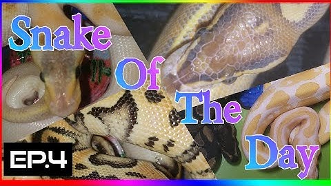 (LEOPARD BLADE)Ball Python Morph OF THE DAY EP.4