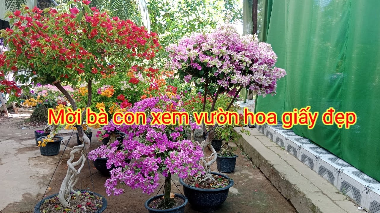 @ Mời bà con xem tác hoa giấy đẹp và bộ sưu tập hoa... - youtube