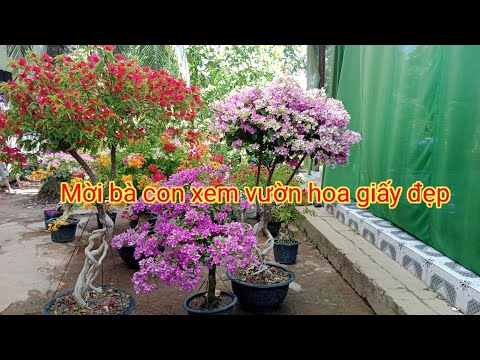 Video @ Mời bà con xem tác hoa giấy đẹp và bộ sưu tập hoa... - youtube