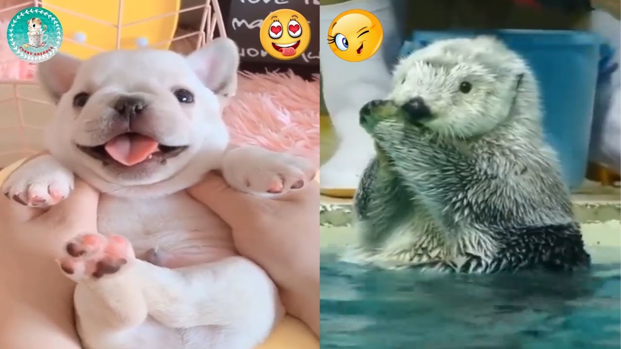 Best Funny Animals Video That Will Make You Laugh All Day Long #21 ...