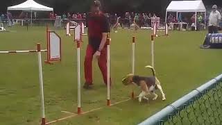 Agility with a fast beagle