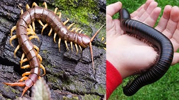 Learn Animals Names with pictures in Malay & Rohingya Language | Part-1