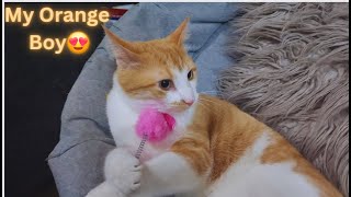 You have an Orange Boy Cat, Who Gives You More Attention Than any Man in Your Life😍Funny Cat Videos🤣 by Namira Taneem 🇨🇦 344 views 7 days ago 23 minutes