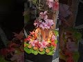 క్షీరాబ్ది ద్వాదశి special తులసి పూజ🙏😇✨#subscribe #thulasi #thulasipuja #ksheerabdidwadasi #dwadashi