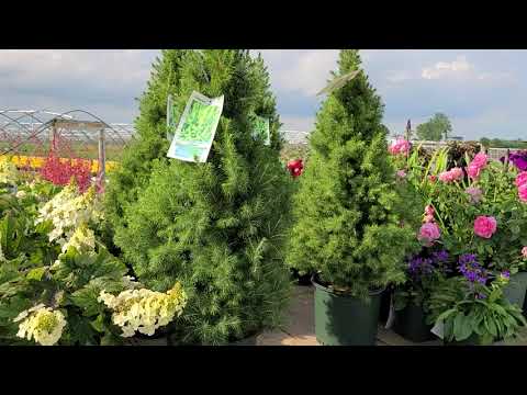 Picea glauca 'Conica' (Dwarf Alberta Spruce) // Popular, Hardy 🌲 Cone-shaped Dwarf Evergreen!