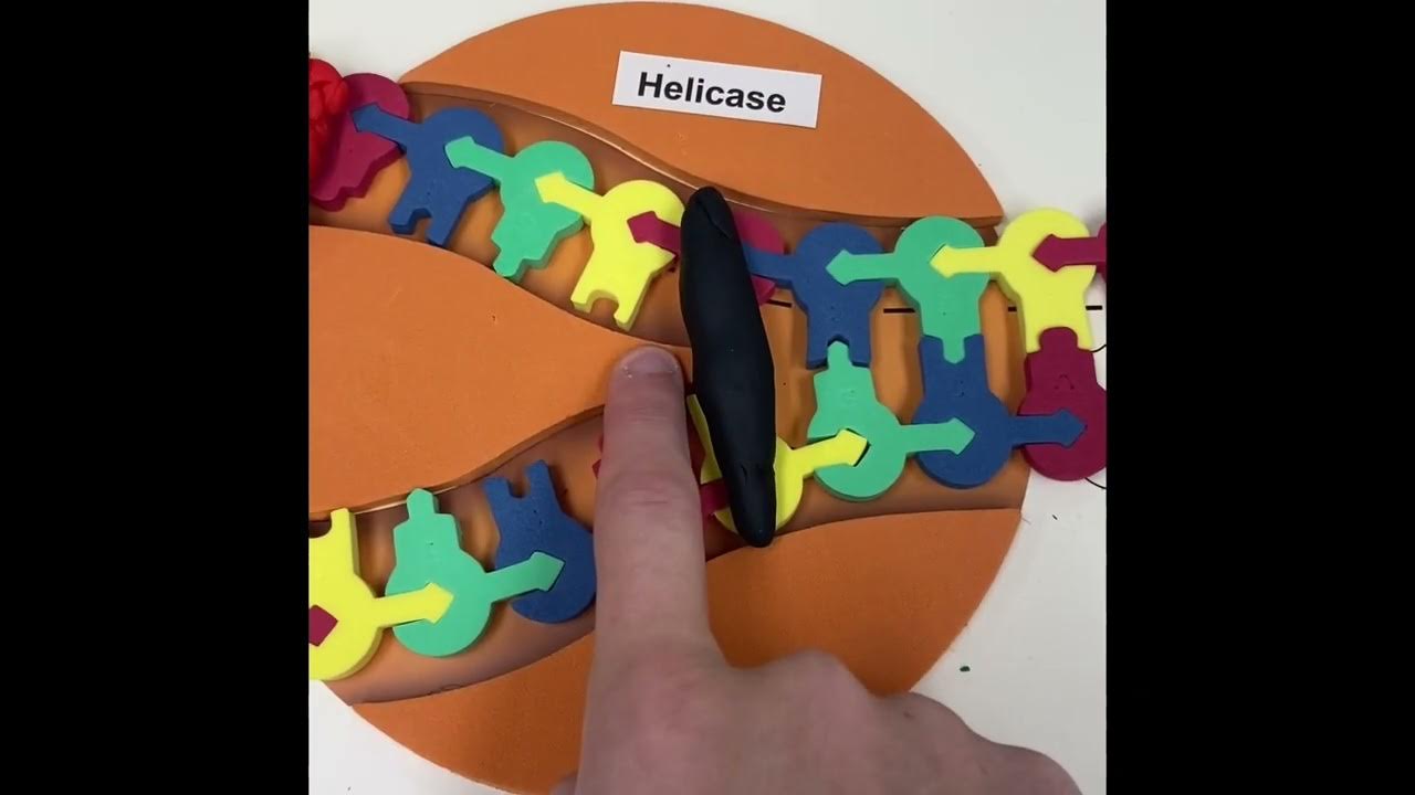 DNA Replication Asher Wyatt Kellan YouTube