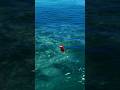 Monster Fishing рџђ 176 Fishing Fish Shortvideo Shorts Monster Fishing рџђ 176 Fishing Fish Shortvideo Shorts