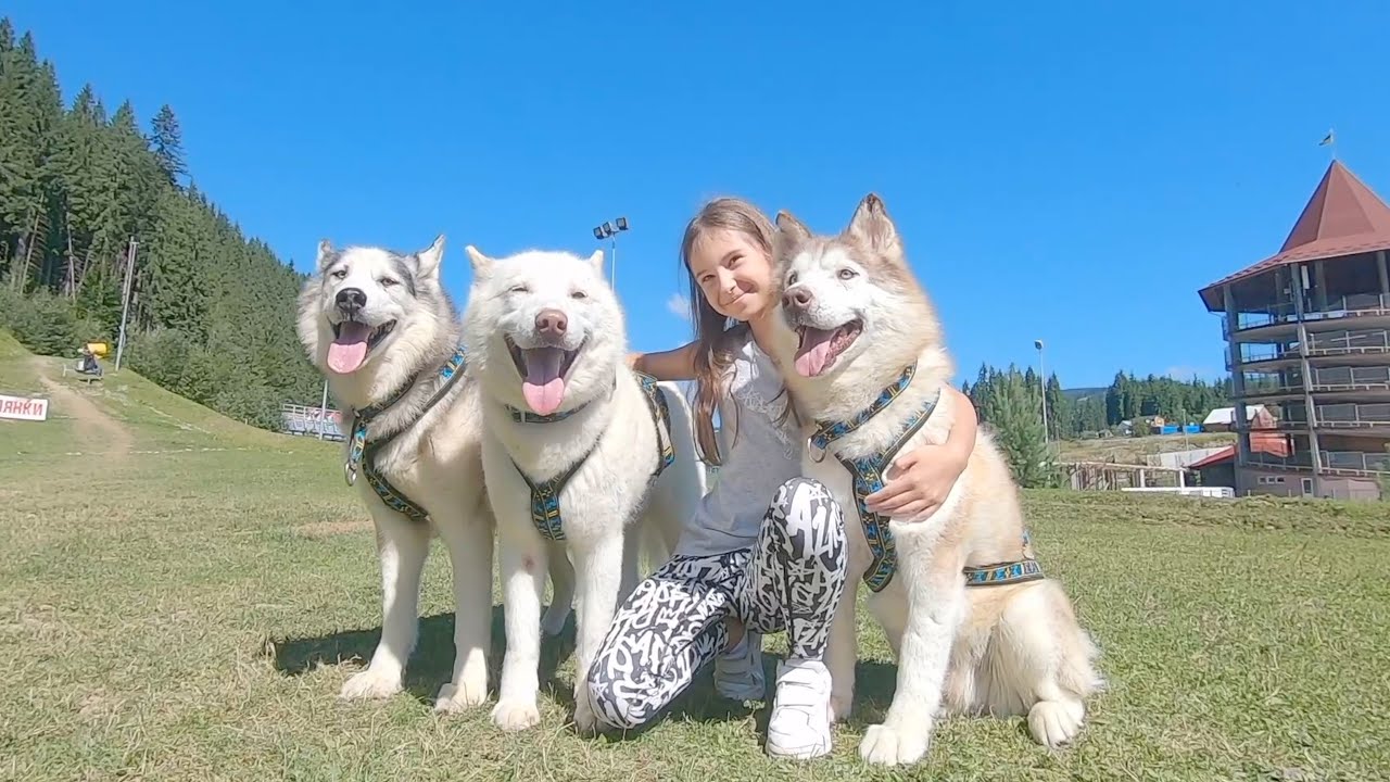 We Almost Lost a Husky in the Mountains! Our Adventure in Bukovel, Ukraine