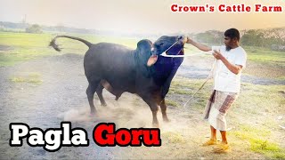 Madness Of Black Bull At Crowns Cattle Farm Eid 2022 Jjkh