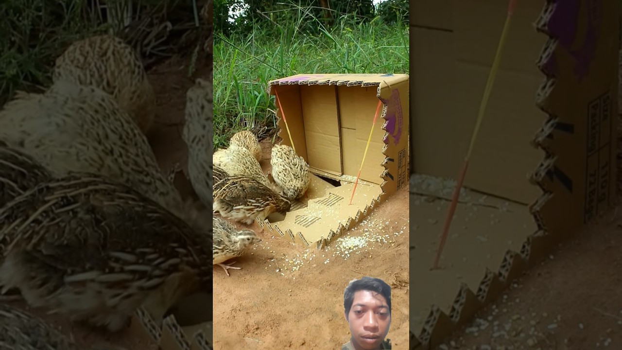 Jebak burung puyuh menngunakan kadus bekas