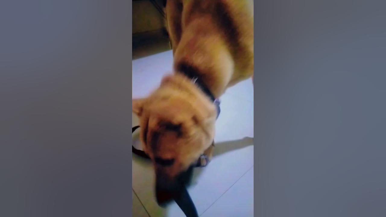 please-adopt-street-dog-youtube