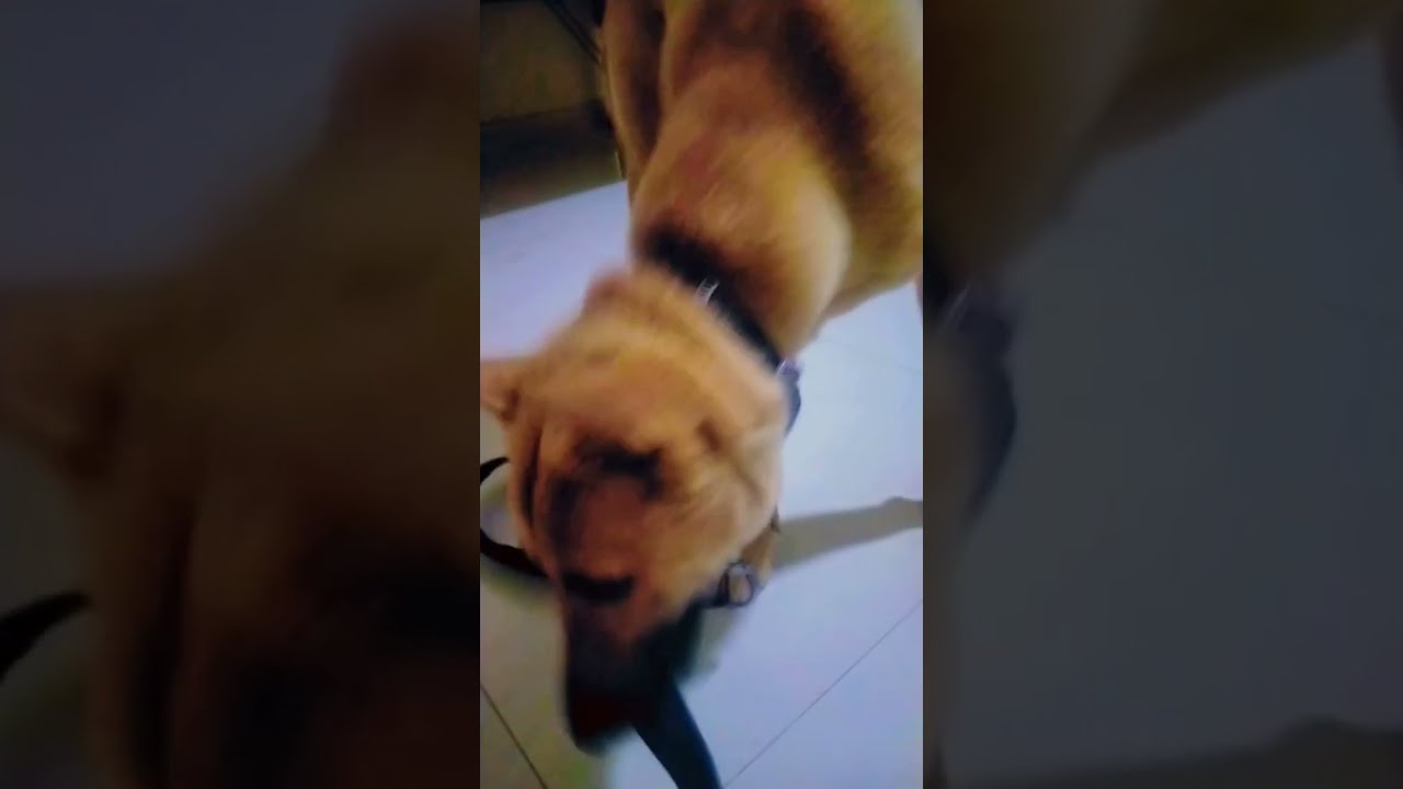 Please Adopt Street Dog YouTube Please Adopt Street Dog YouTube
