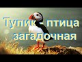 Тупик   птица загадочная