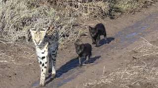 RARE Video of a Serval and her two melanistic serval kittens!! by Luxury Savannahs 31,707 views 3 years ago 34 seconds