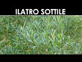 VErba Volant Ilatro Sottile VErba Volant Ilatro Sottile