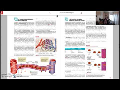 Sistema Rh e l&rsquo;eritroblastosi fetale Zanichelli